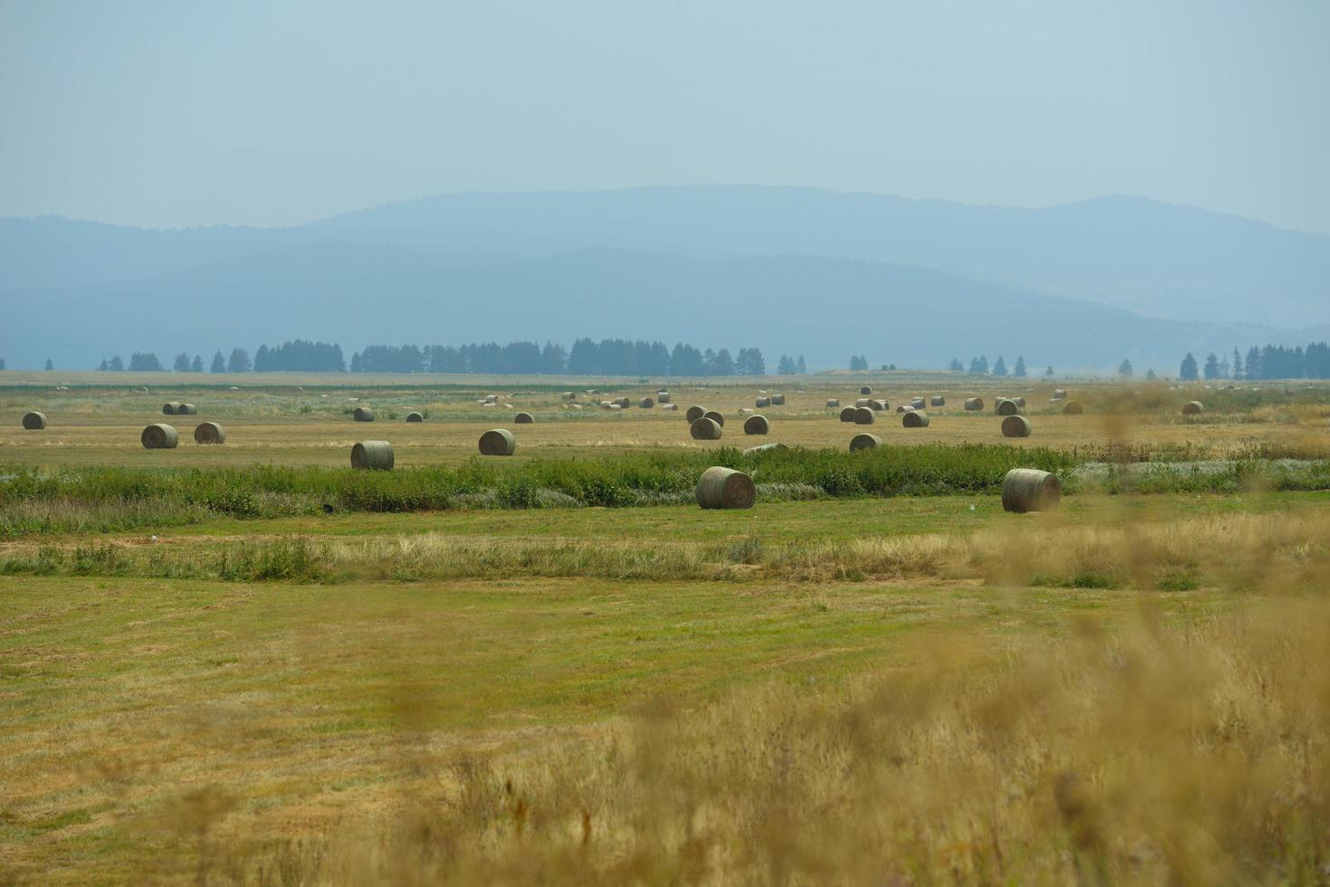 summer landscape view photo