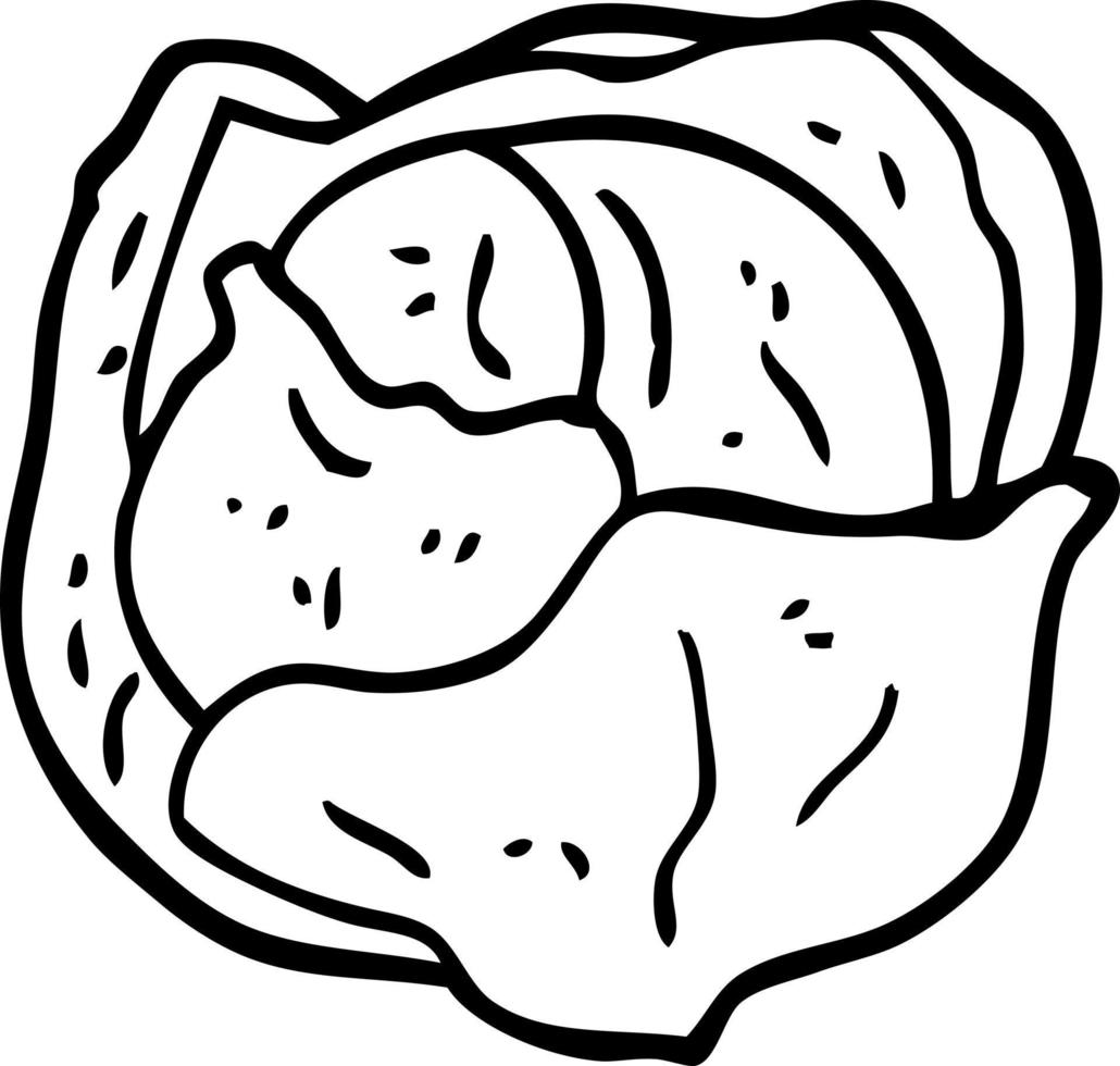 line drawing cartoon cabbage vector