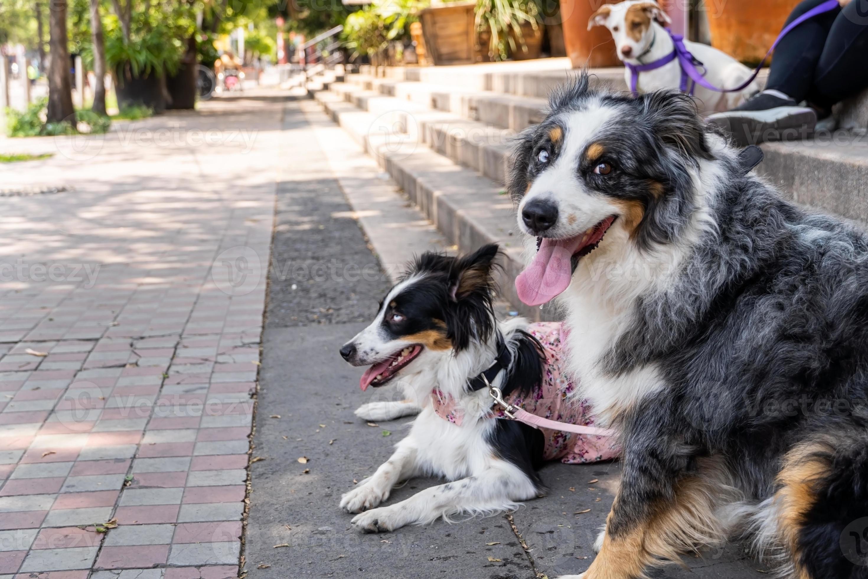 Border Collie - Sidewalk Dog