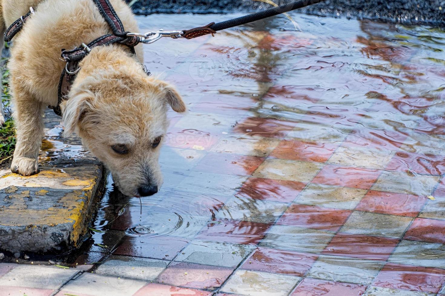puppy in the street, drinking water from a puddle after the rain. photo