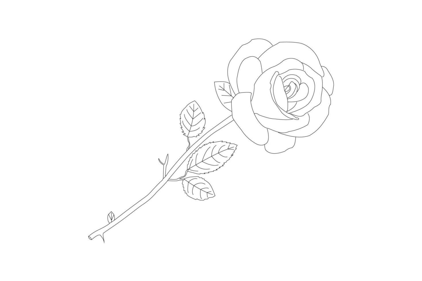 Vector illustration, KDP coloring page, Vector outline flowers. Line art coloring page with roses and leaves