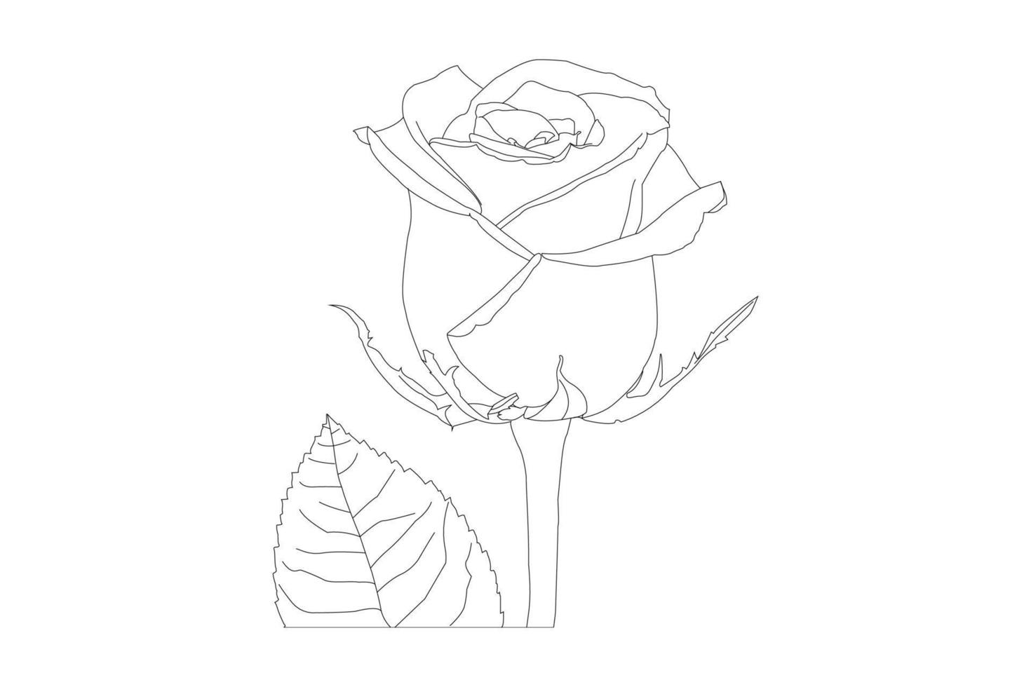Vector illustration, KDP coloring page, Vector outline flowers. Line art coloring page with roses and leaves