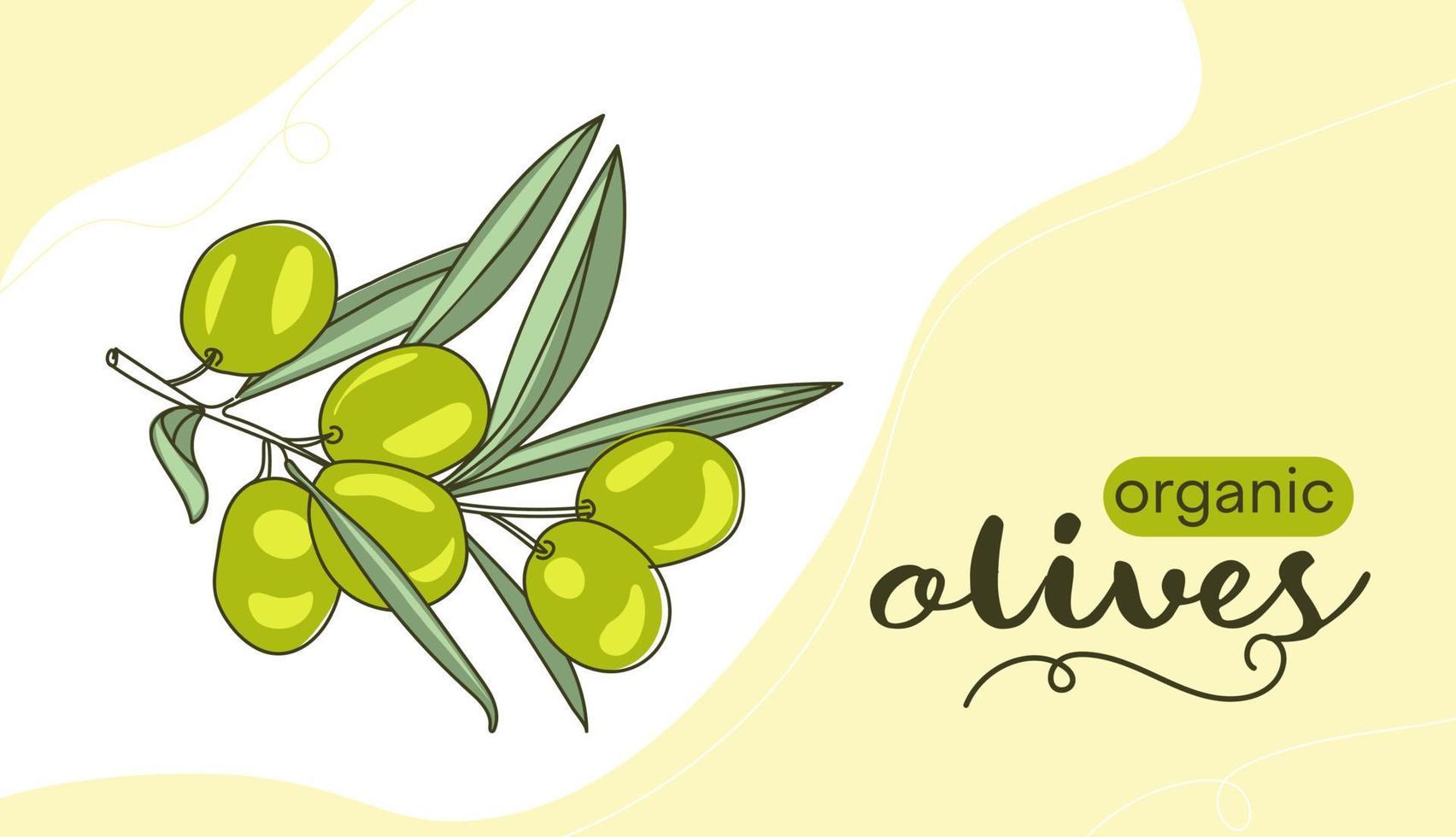 dibujo vectorial de banner de aceitunas verdes. la línea del dibujo con la inscripción aceitunas orgánicas vector