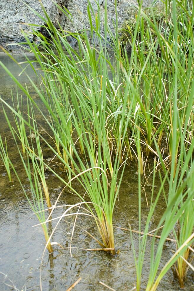 Fresh Green Clumps Of Wetland Grasses Growing In A Shallow Pool Of fresh-green-clumps-of-wetland-grasses-growing-in-a-shallow-pool-of