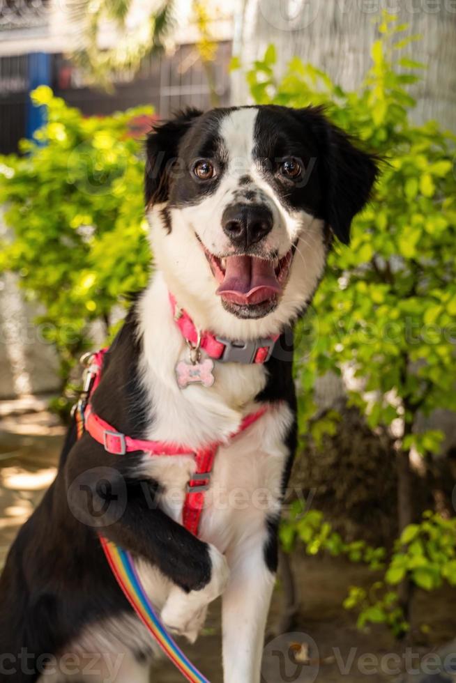 perro feliz en la calle viendo pasar a la gente foto