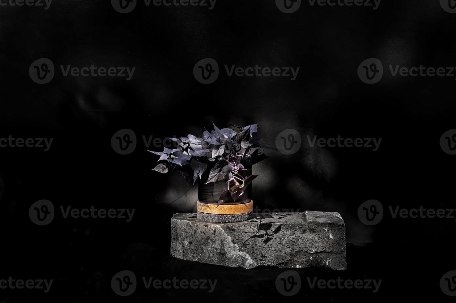 Designer planter on stone with black background photo