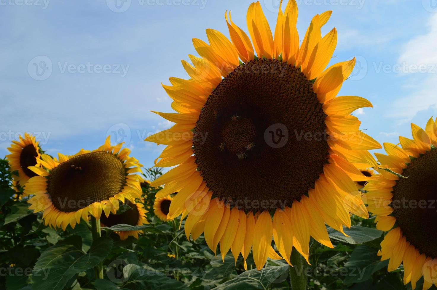 campo de girasol a punto de cosechar, semilla de girasol con montañas y cielo despejado foto