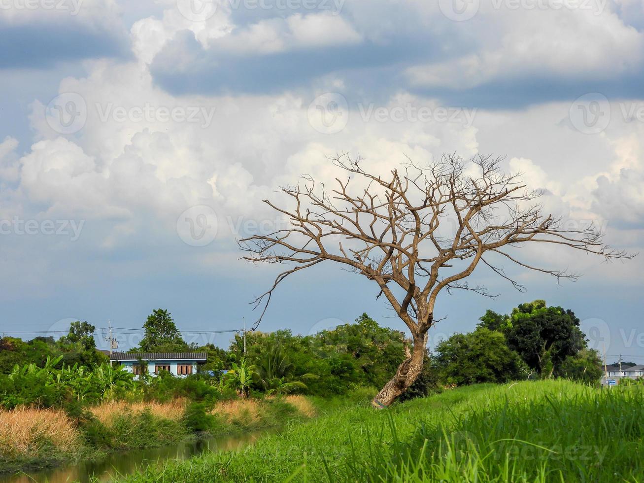 dry tree over the field blue sky background photo