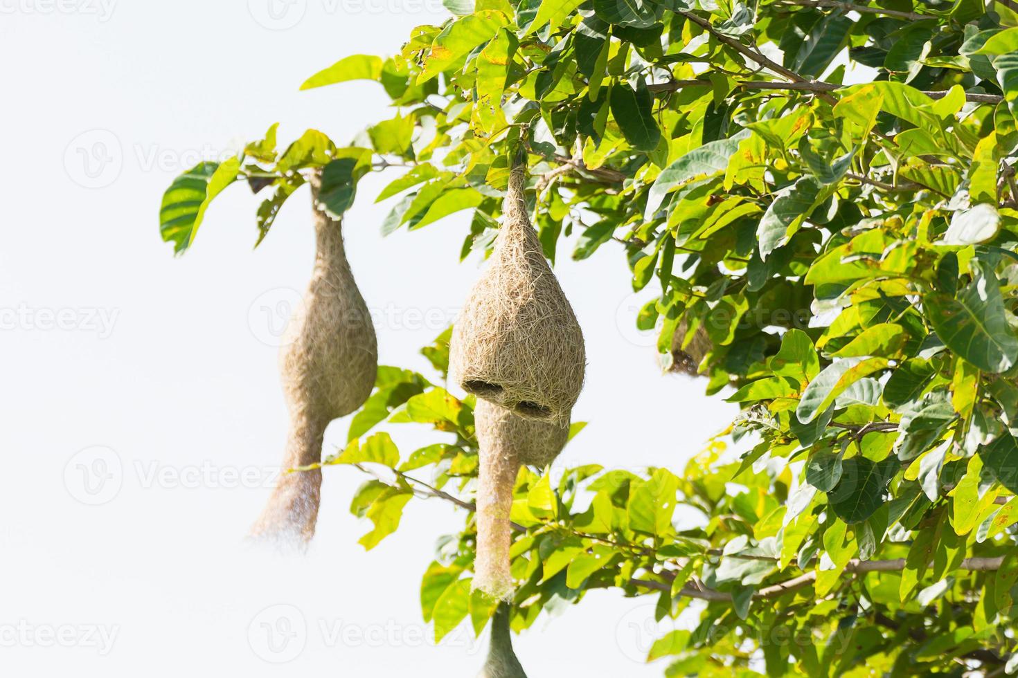 nido de pájaro tejedor de baya foto