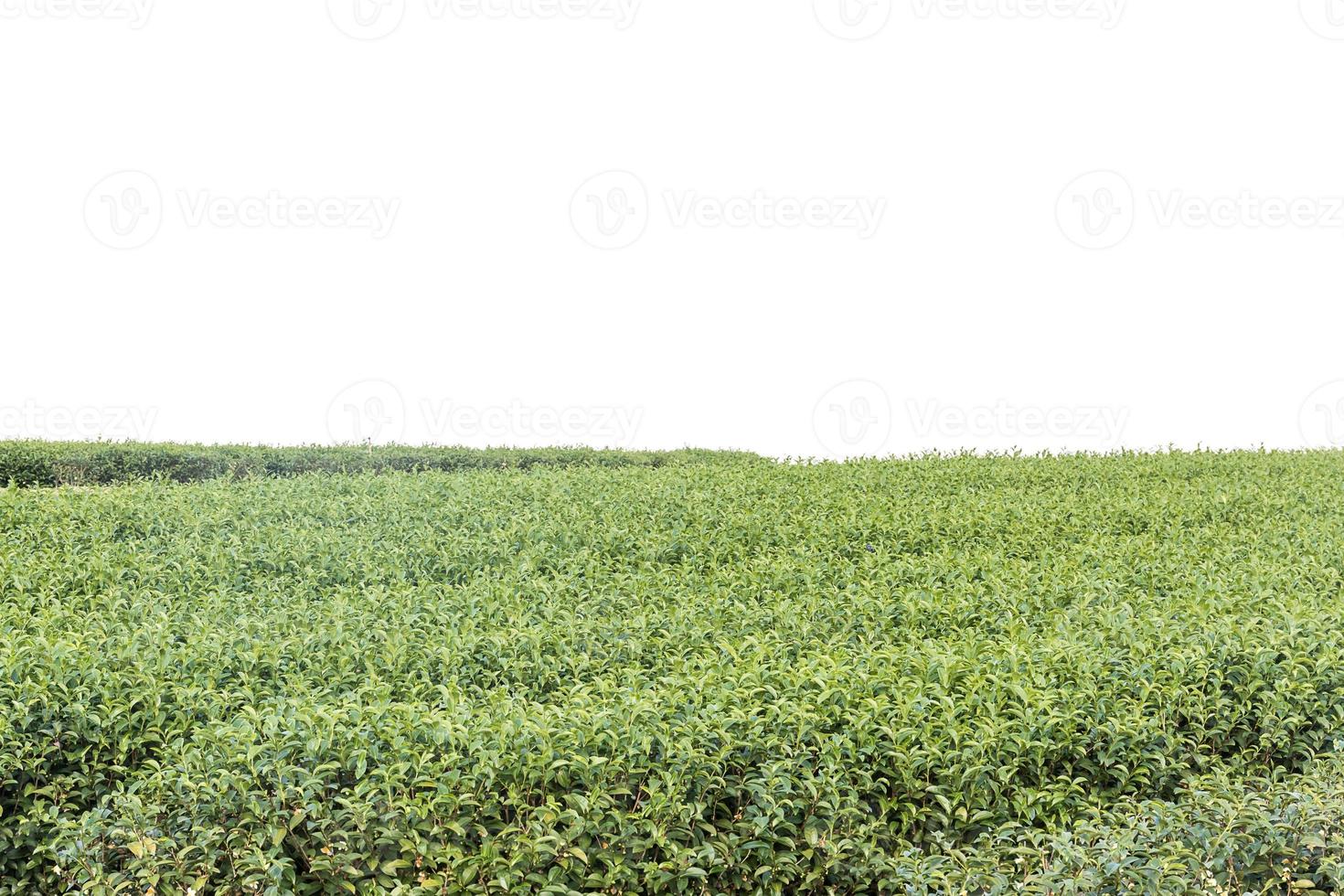 Green tea plantation photo