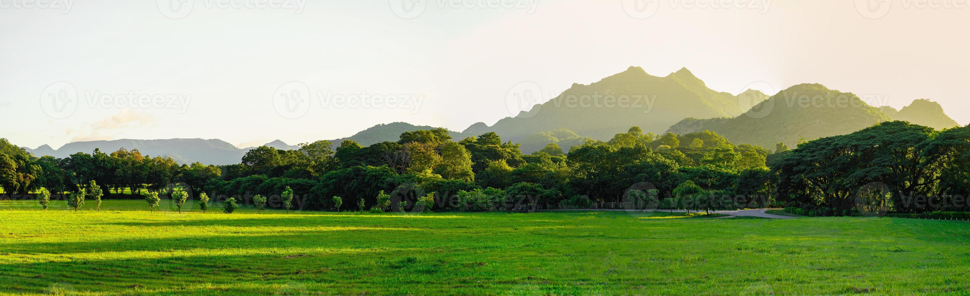 View of panoramic grass and forest photo