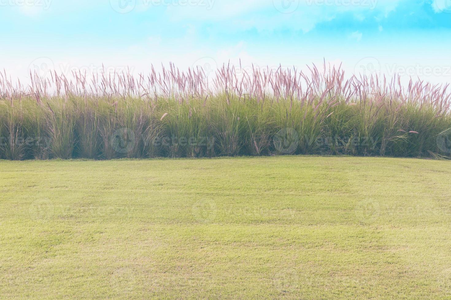 Imperata cylindrica Beauv with grass field photo