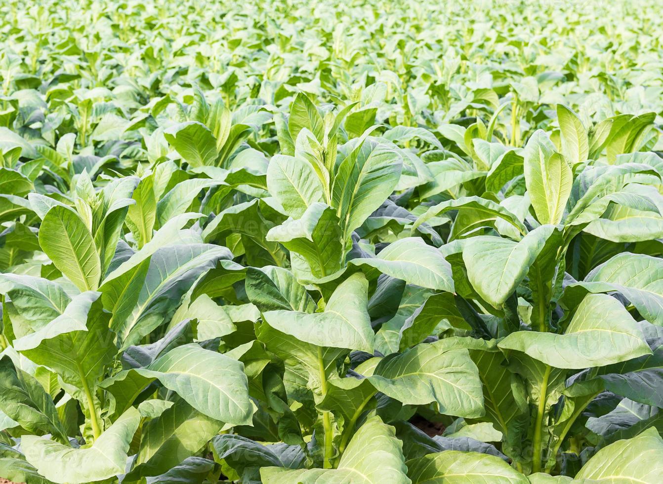 Close up Common tobacco photo