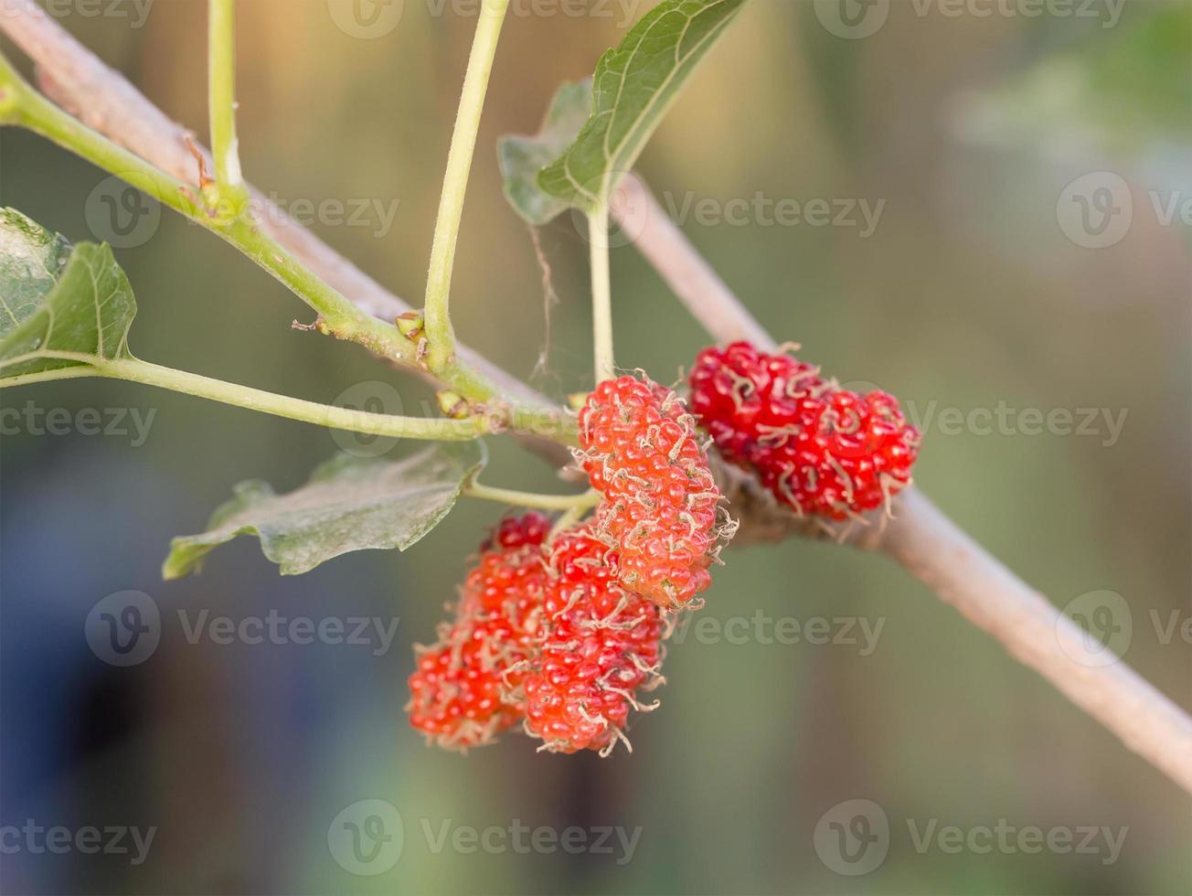 Mulberry on tree is Berry fruit in nature photo