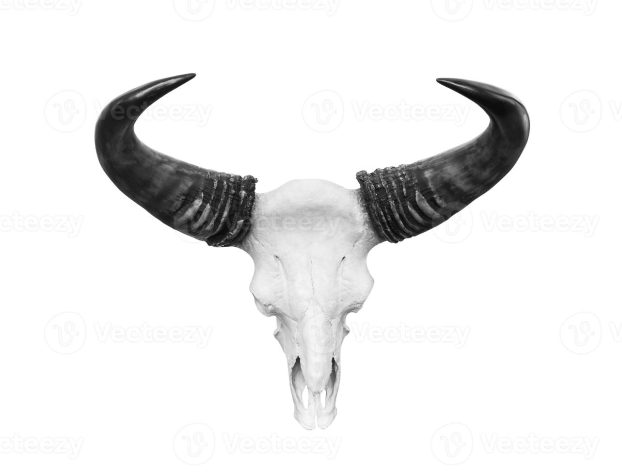 Cow skull isolated photo