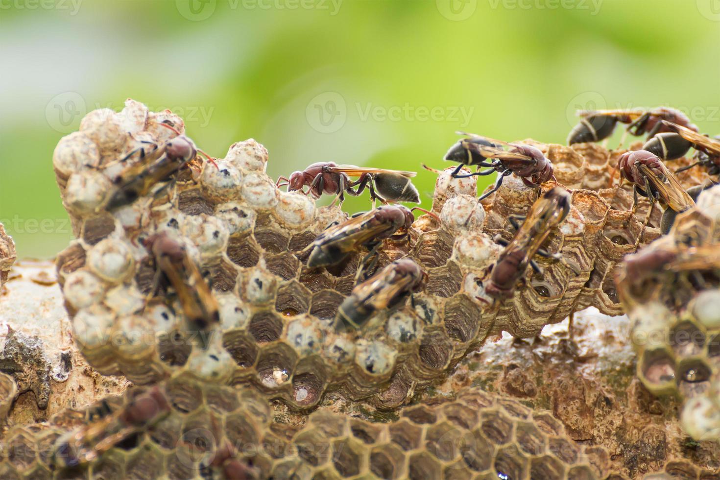 Hornet on net photo