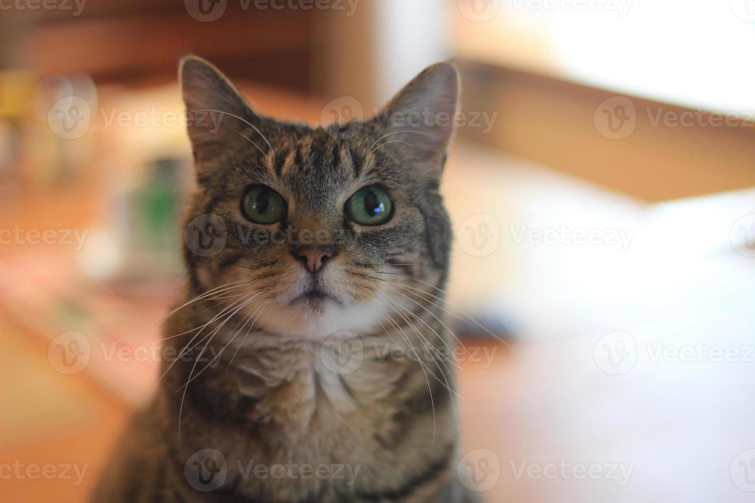 Shorthair cat sitting on a table at home photo