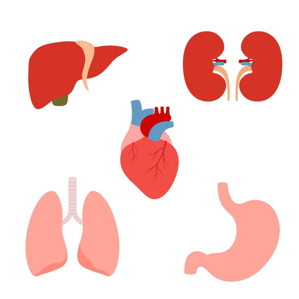 Set of human internal organs vector