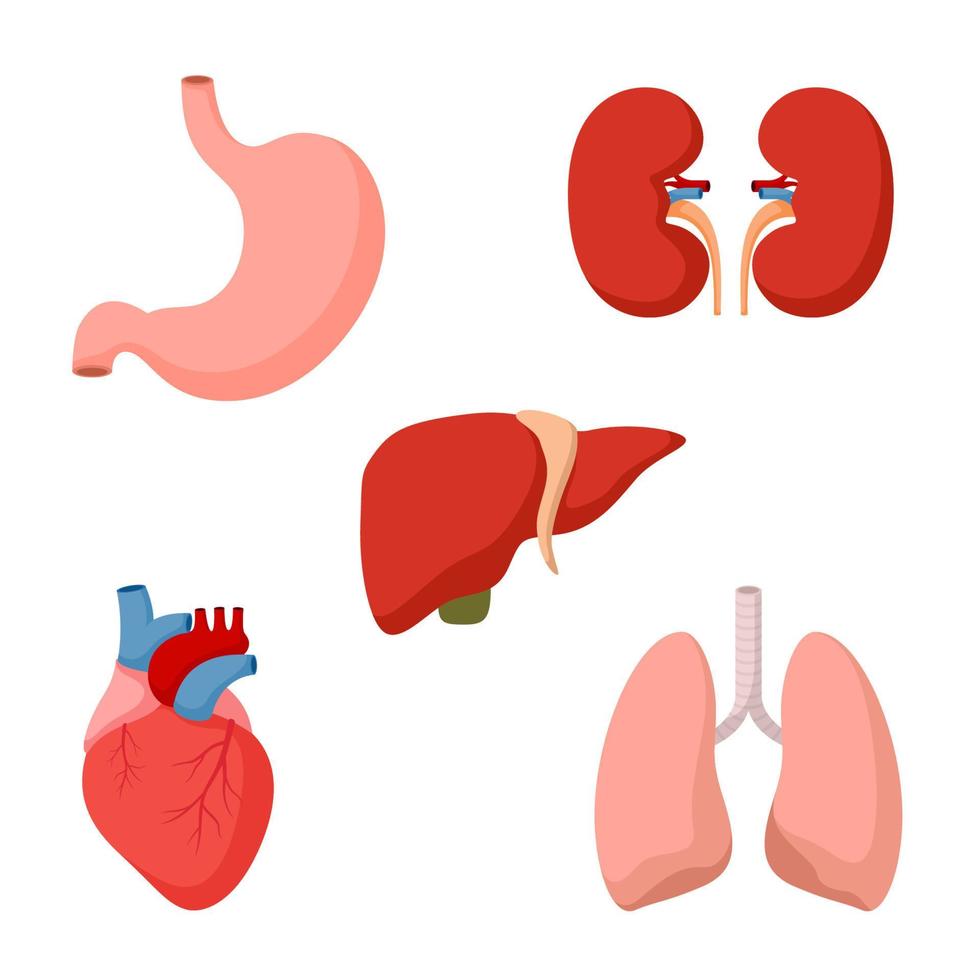 Set of human internal organs vector