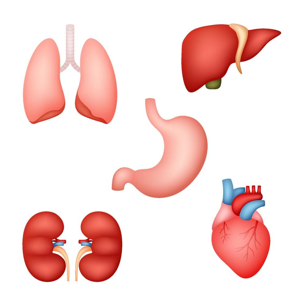 Set of human internal organs vector