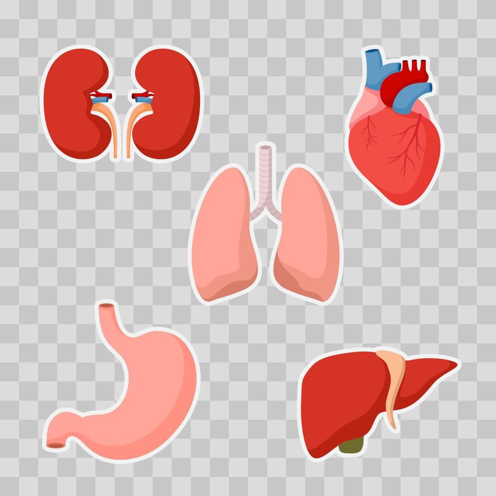 Set of human internal organs vector