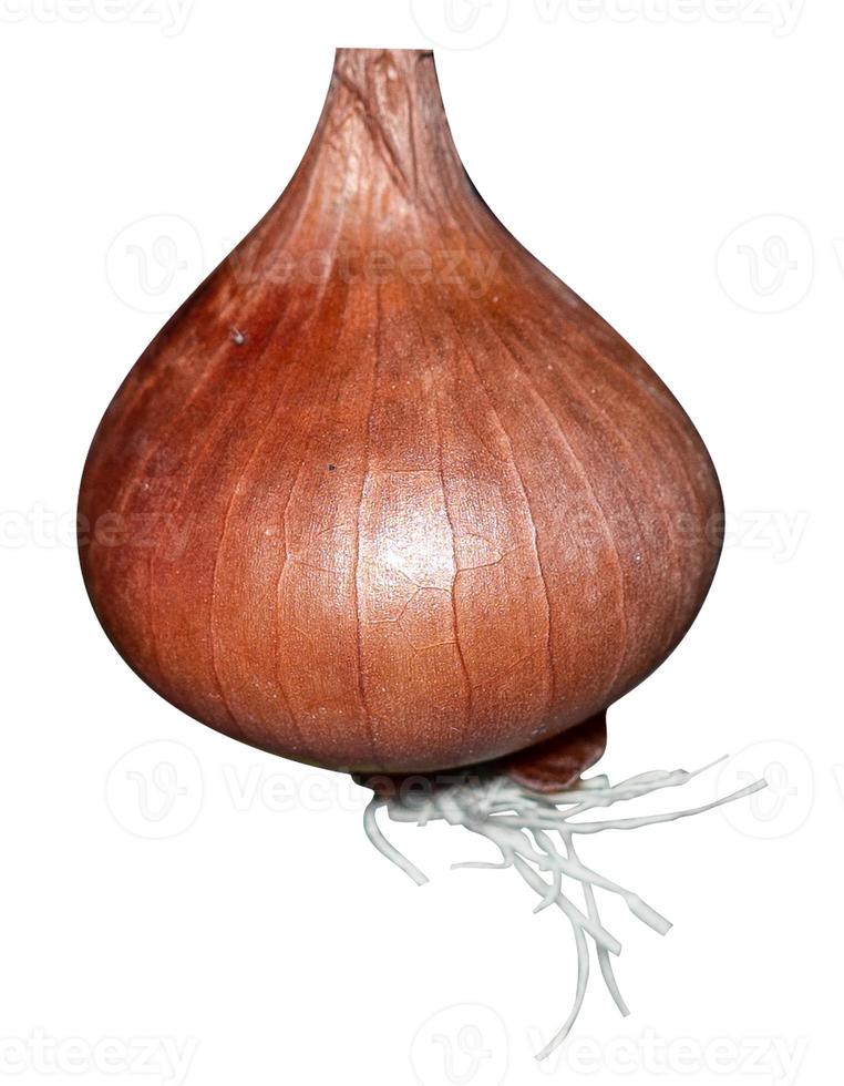 Onions isolated on white background photo