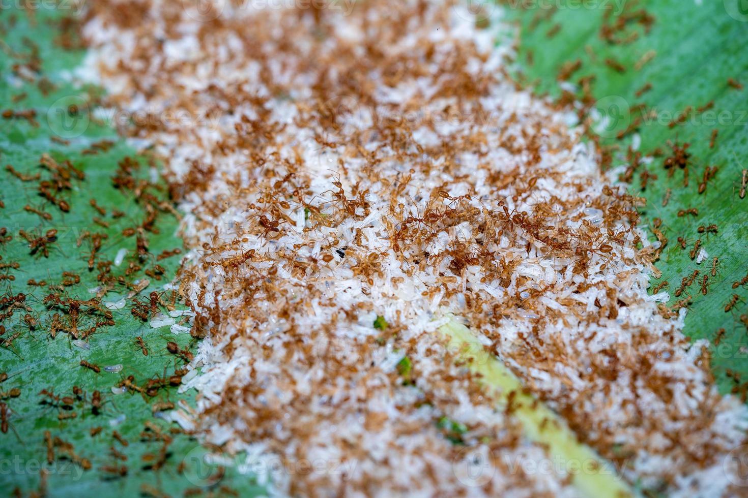Red ants with eggs, surface background 12167888 Stock Photo at Vecteezy
