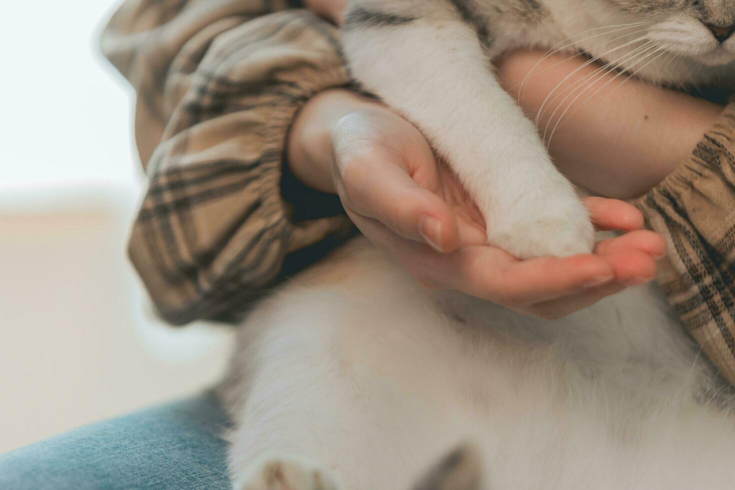 gato curioso toca una mano de mujeres asiáticas cuando el gato se relaja en casa foto