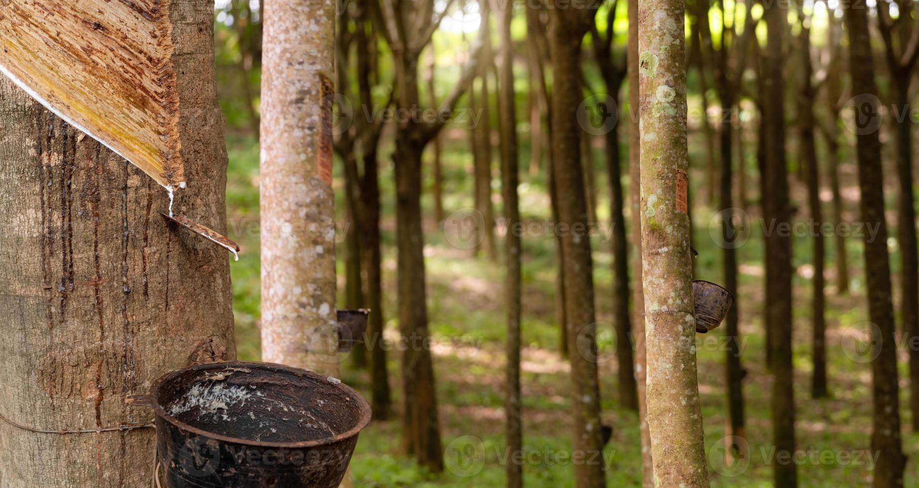 Rubber tapping in rubber tree garden. Natural latex extracted from para