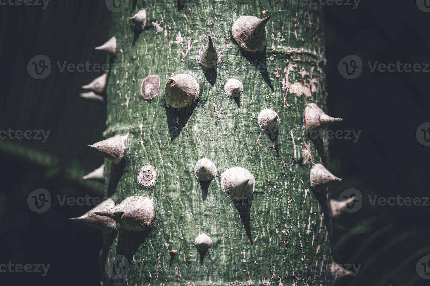 Closeup of green leaves with copy space Dark green background photo