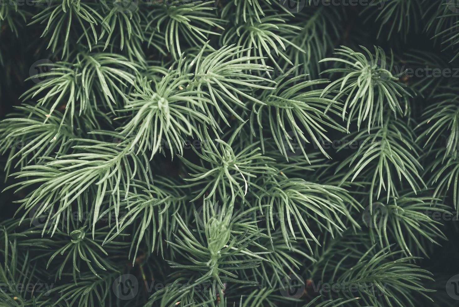 Closeup of green leaves with copy space Dark green background photo