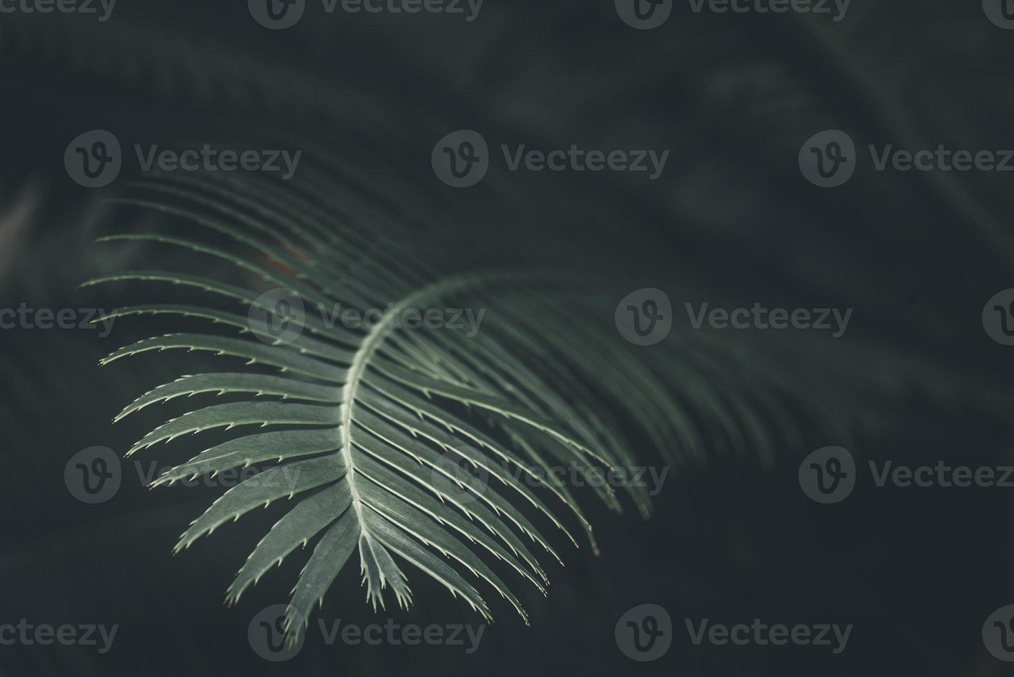 Closeup of green leaves with copy space Dark green background photo