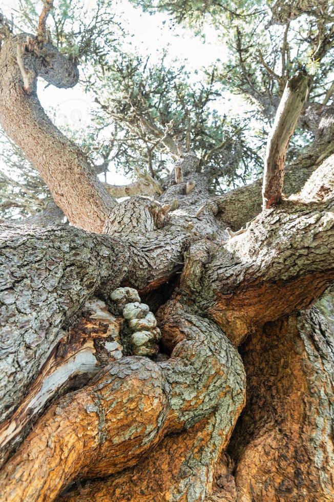 Ancient thousand-year-old stone pine photo