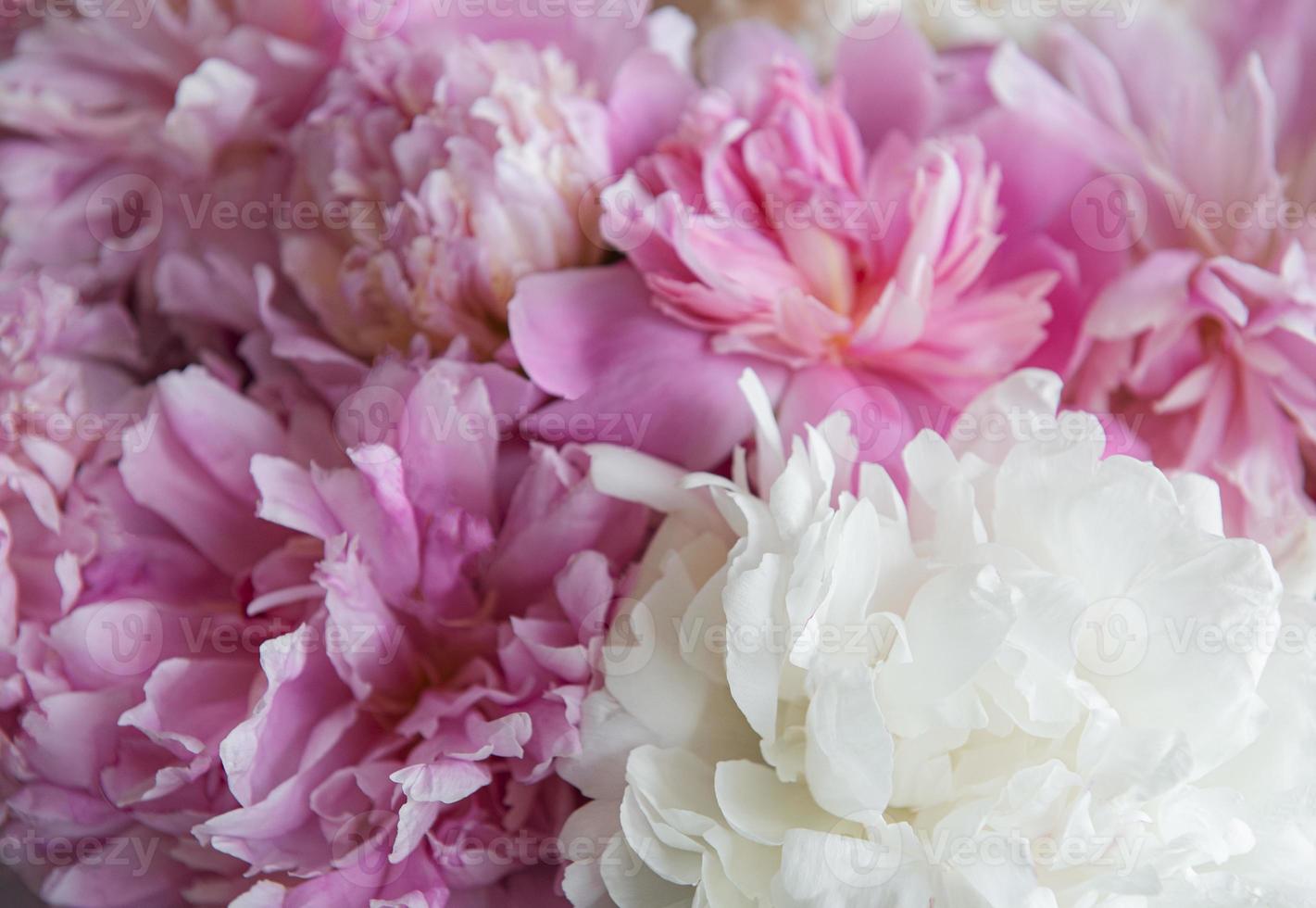 Bouquet of a lot of peonies of pink color close up photo