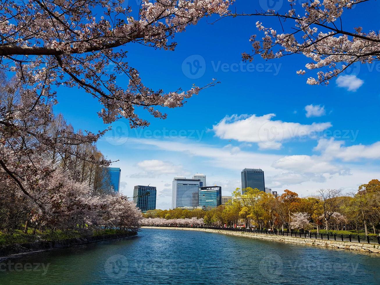 A view from one corner of the park around Osaka Castle, where neatly arranged cherry blossom trees are blooming. photo