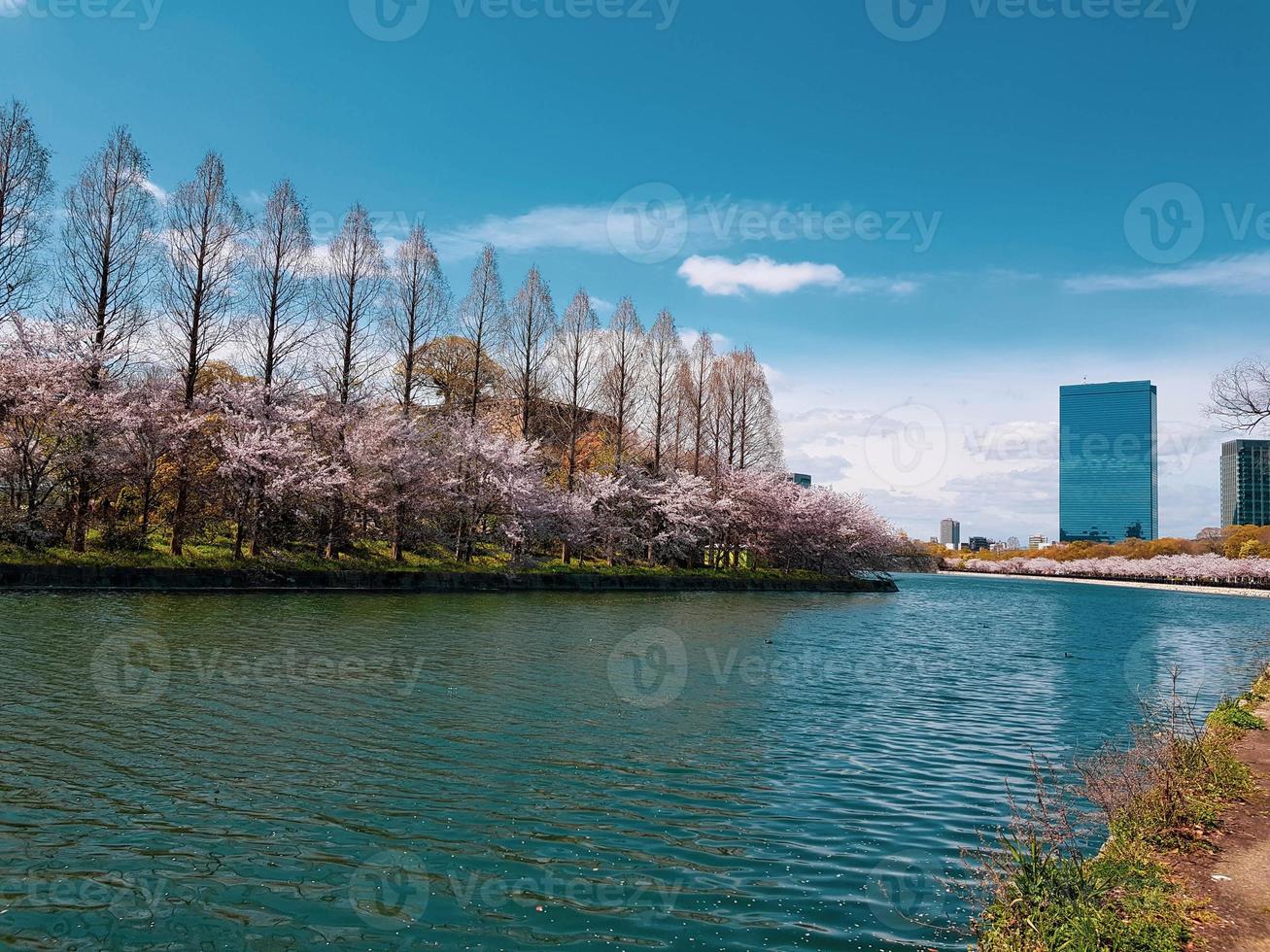una vista desde una esquina del parque alrededor del castillo de osaka, donde florecen los cerezos en flor cuidadosamente dispuestos. foto