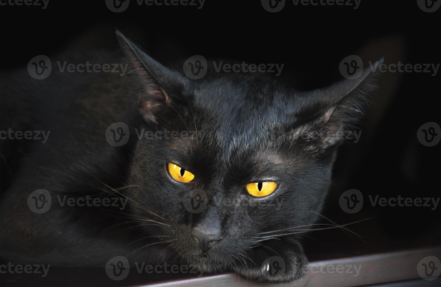 retrato de gato negro en la mesa con fondo negro foto