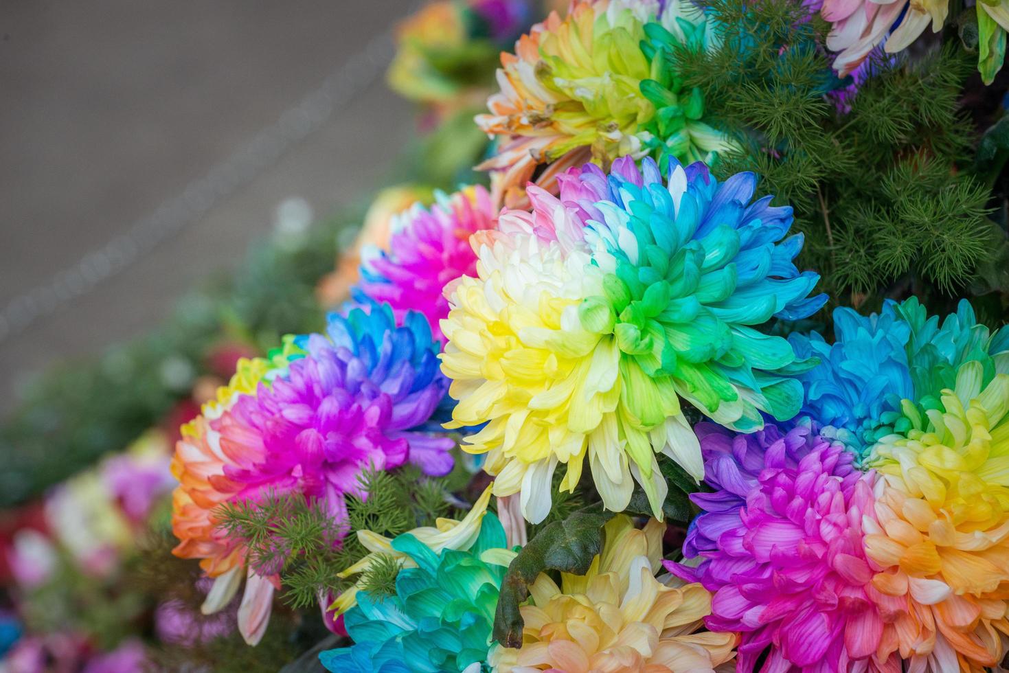 The rainbow Chrysanthemum the new innovative plants from Netherlands. photo
