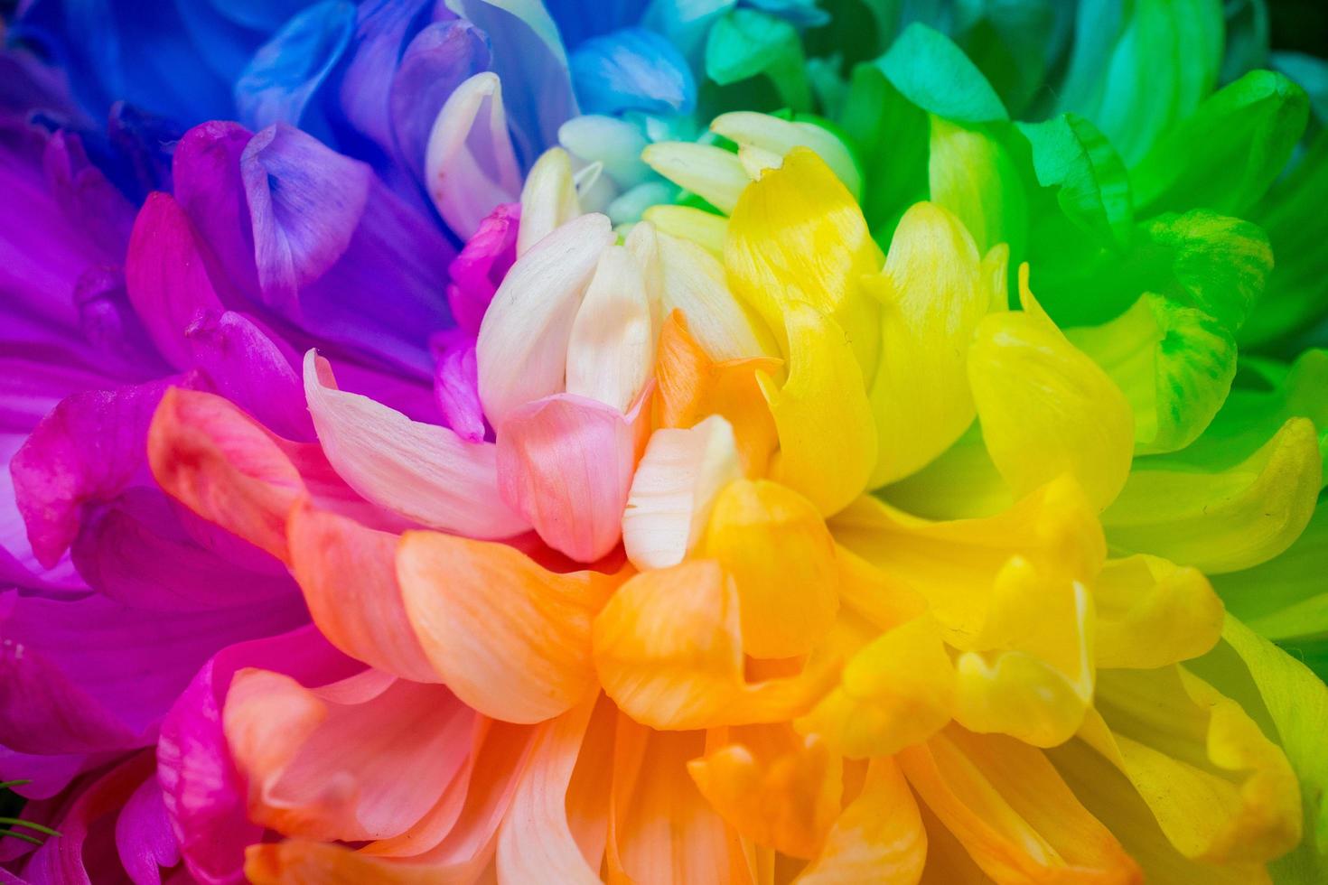 Close up of The rainbow Chrysanthemum the new innovative plants from Netherlands. photo