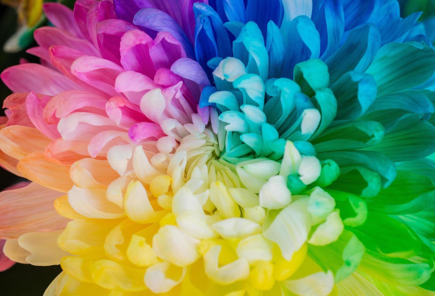 Closeup of The rainbow Chrysanthemum the new innovative plants from Netherlands. photo