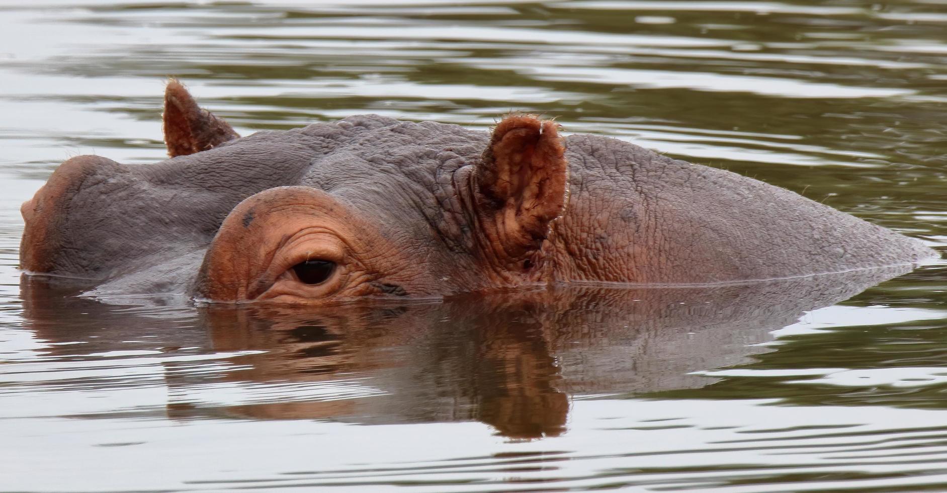a Close-up photo of a hippopotamus in the water with its eyes and ears visible above the waterline.