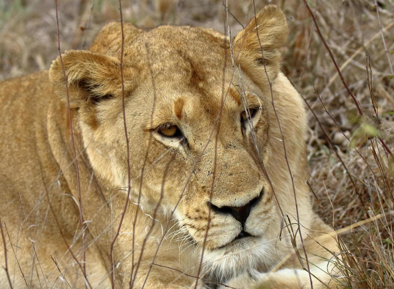 A close-up facial photo of a female lion hiding in the tall grass, spotted during a safari in the Sabi Sands game reserve in South Africa.