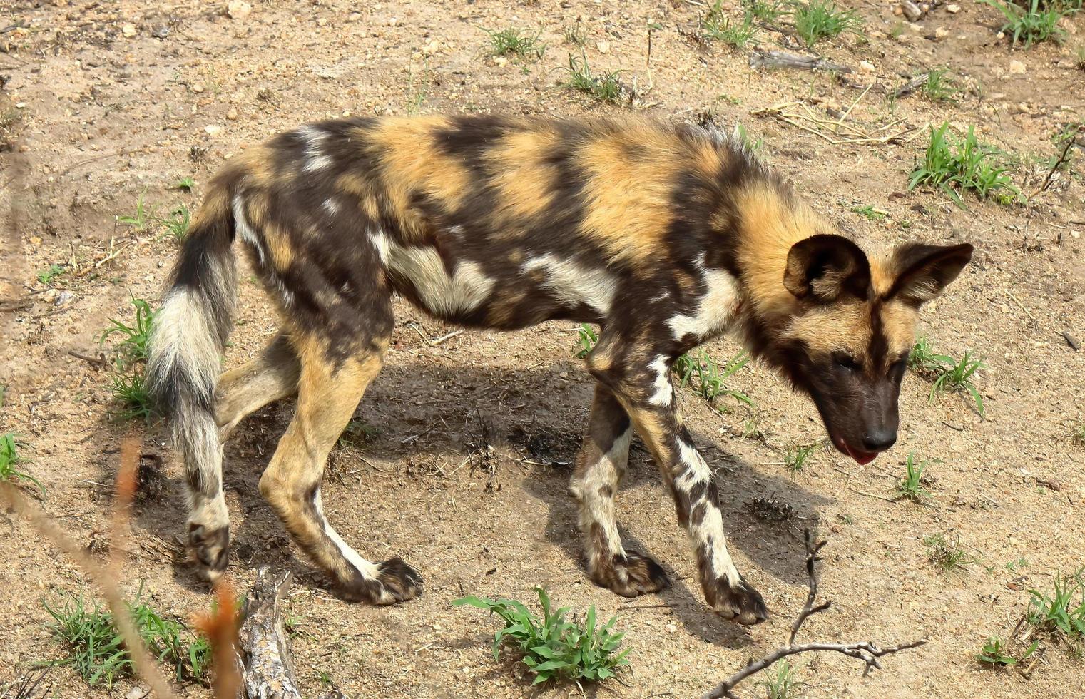 A close-up photo of a critically endangered  African wild dog, spotted in the Sabi Sand Game Reserve