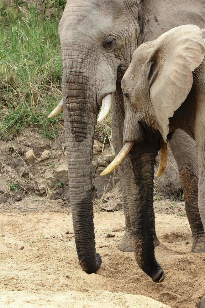 A photo of two elephants drinking water from a hole in the sand they made in a dry river bed in the Sabi Sands Game reserve.