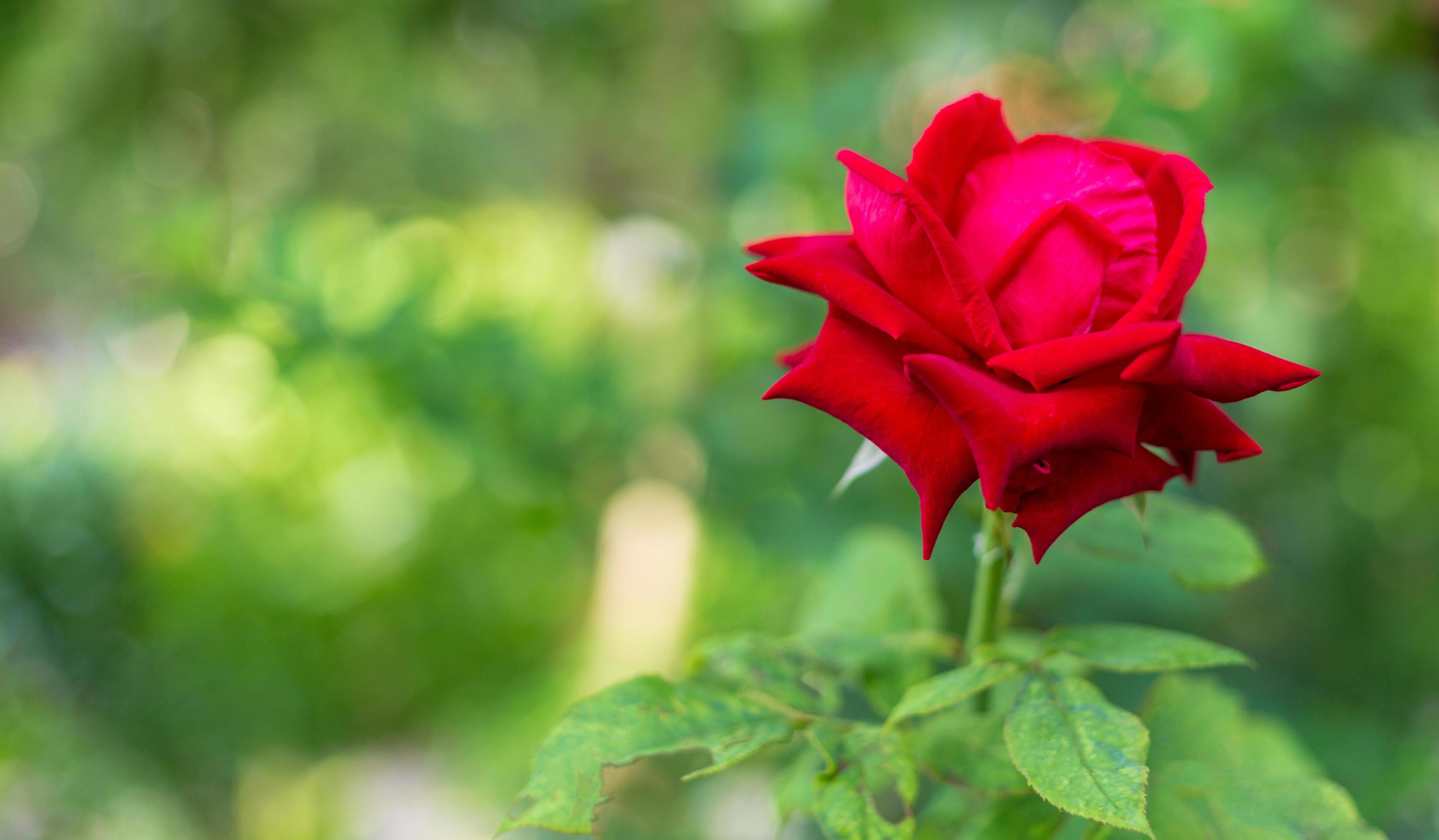 red rose blooming on rose tree and rose leaves on green blur nature background 12172433 Stock