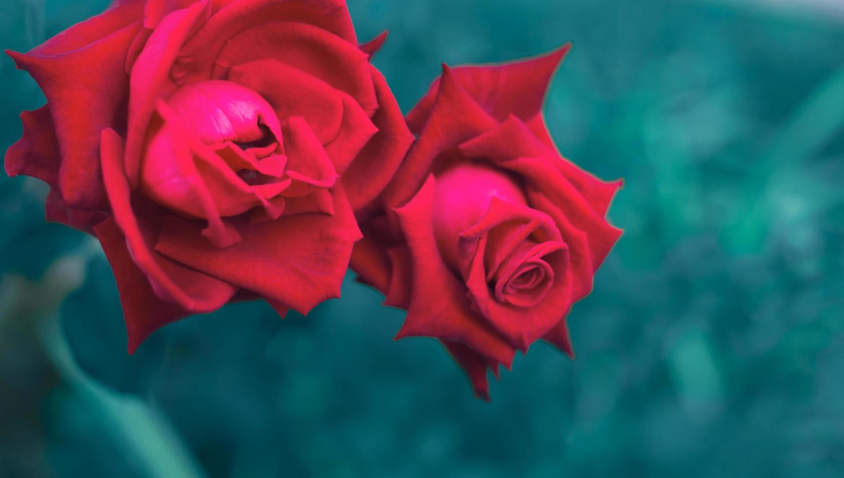 Close-up shot of red rose to bloom and rose leaves on blue style natural blur background. photo