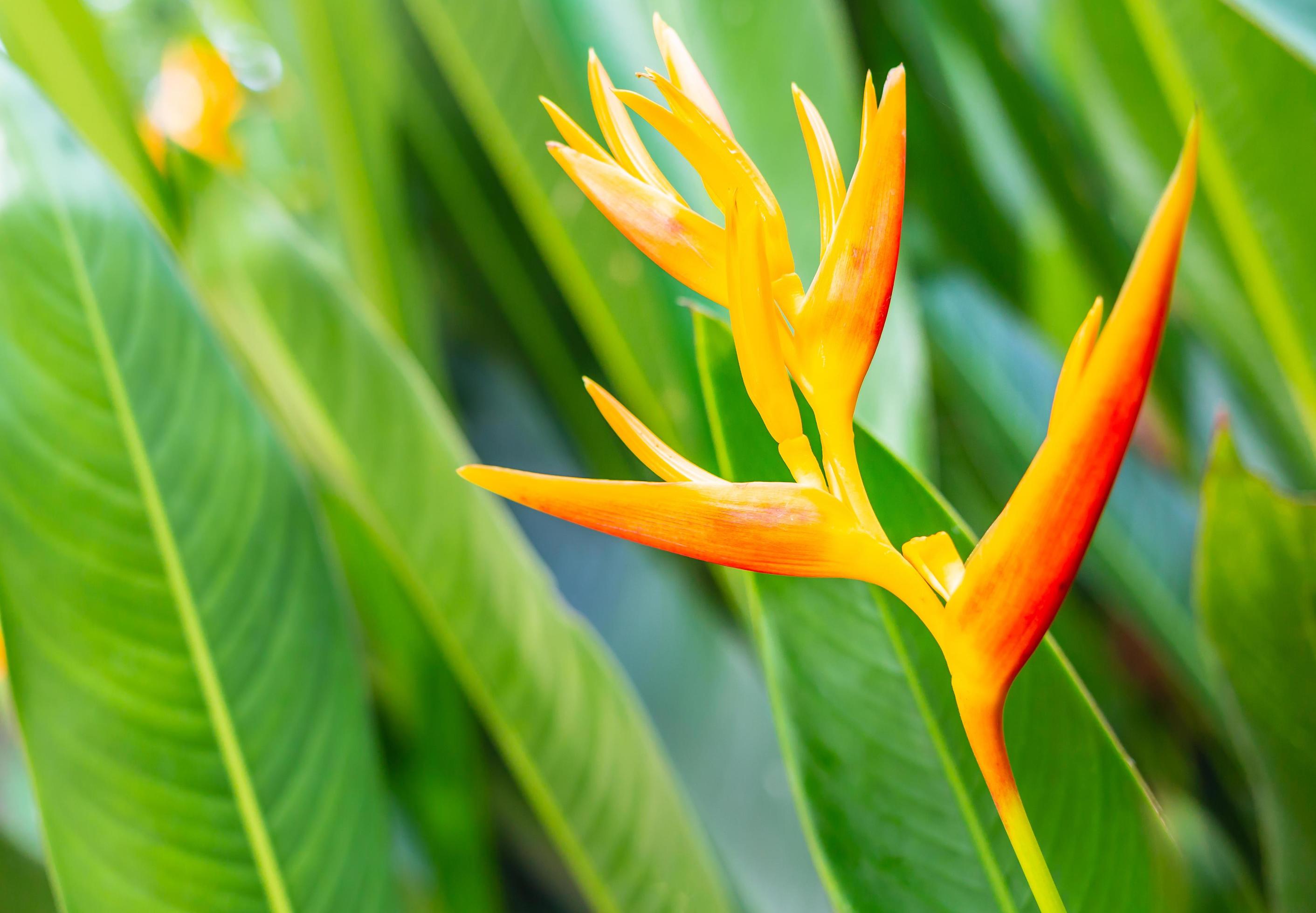 Heliconia flower or Heliconia Golden Torch. Exotic tropical flowers in