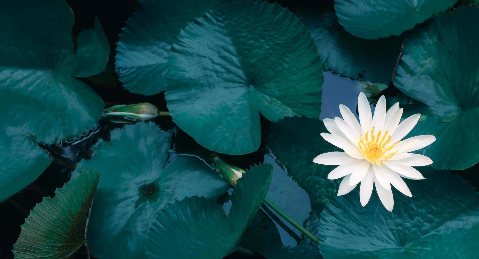 hermoso loto blanco o nenúfar y hoja de loto blanco en el estanque azul.fondo de flor de loto foto