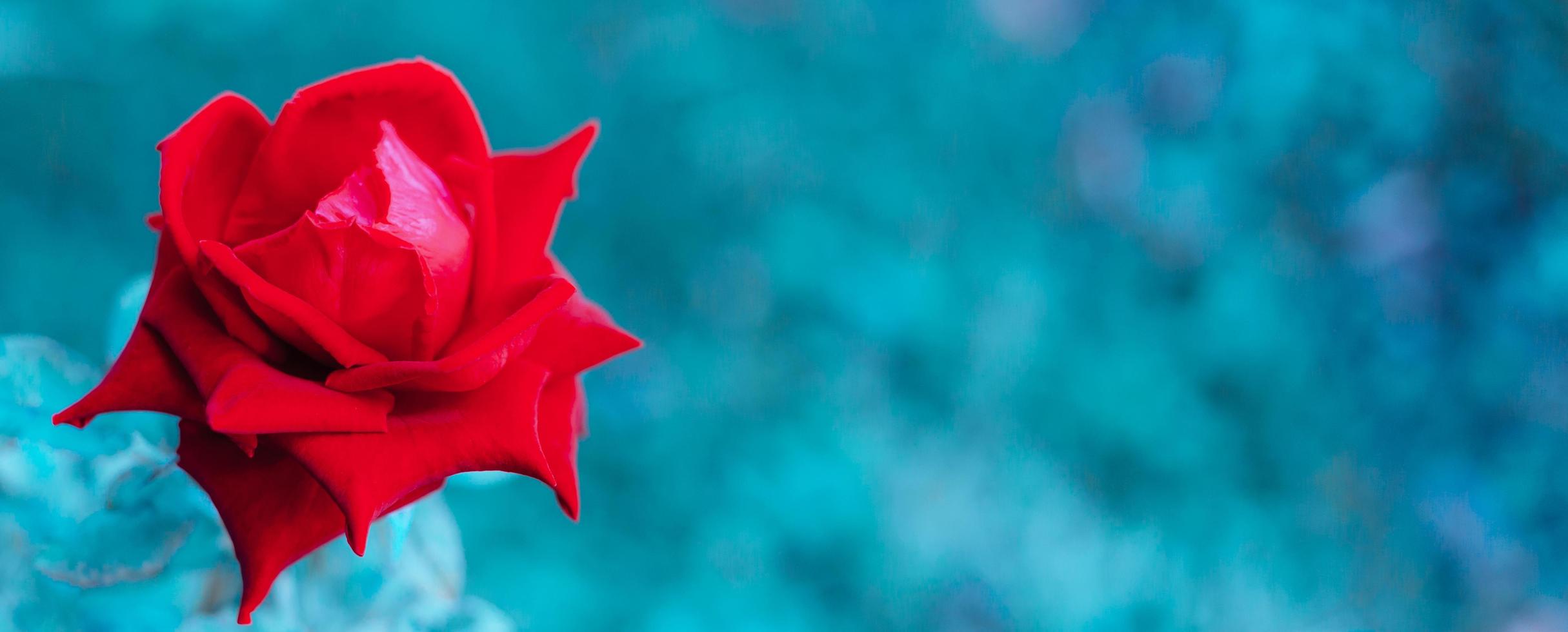 Close-up shot of red rose to bloom and rose leaves on blue style natural blur background. photo