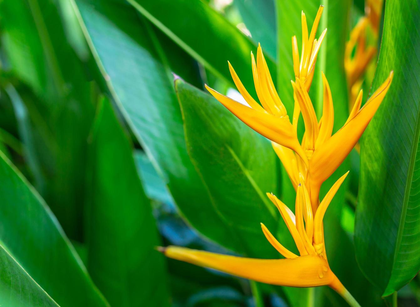 Heliconia flower or Heliconia Golden Torch. Exotic tropical flowers in the forest garden with leaves and morning sun background. photo